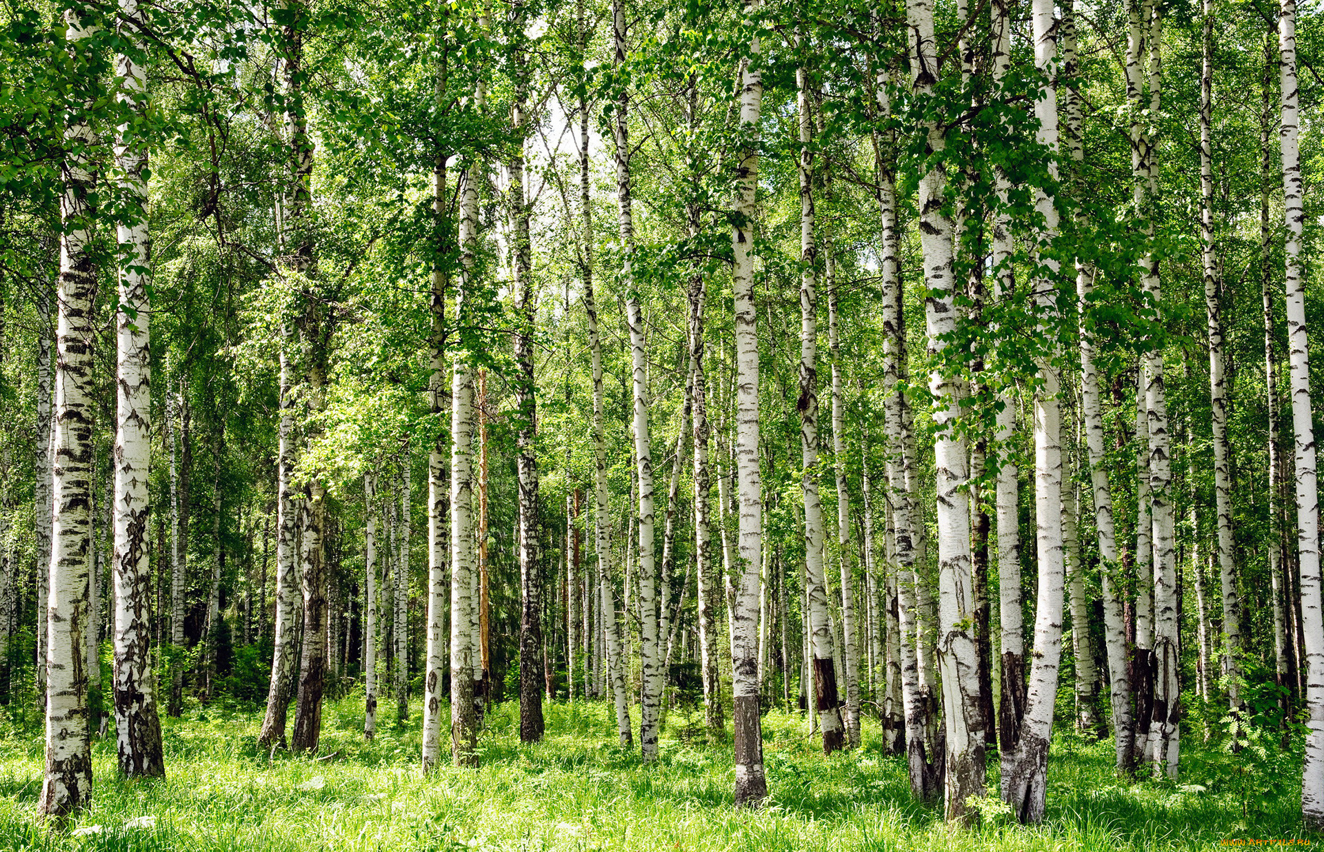 Широколиственные леса Урала